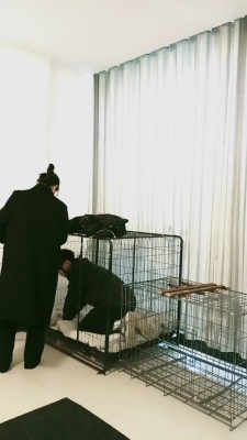 【天韵女皇】狗笼圈养犬化 JS241123-31