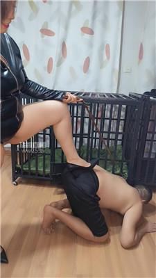 【沈阳饲养员】真实犬化实录 JS260317-20