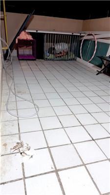 【樱桃S】圈养犬化现场实录 JS260413-55