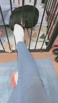 【执念】狗笼里放出来喂食 bf10256