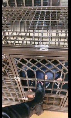 【仙女殿下】圈养的狗被暴虐 bf7118