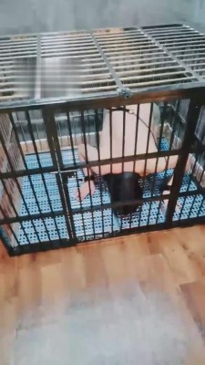 【小律】应聘私奴的贱狗 bf1215