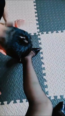 【魅影女神】清晨求吃脏东西的狗 bf14489