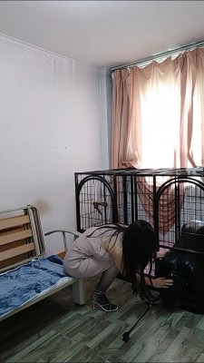 【榕s】首调狗笼驯化 bf16186