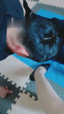 【魅影女神】竞争早餐的两狗奴 bf16289