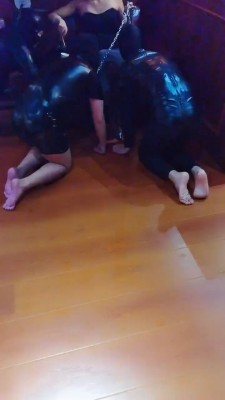 【药神】多只狗狗争抢舔脚 bf20480