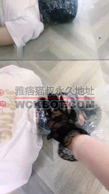 【琪琪大人】胶带套头窒息/白袜塞嘴/脚捂脸 bf32120