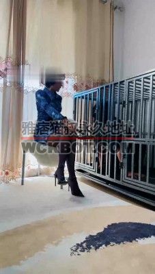 【爵恋霸主】黑丝高跟-狗笼圈养无脑大学生 bf33234