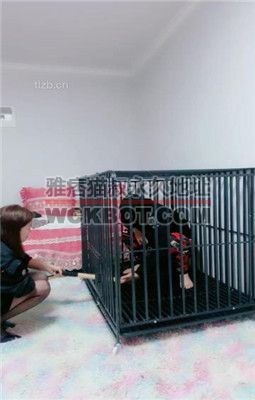 【艾琳】双S狗笼圈养重度虐打【双视角完整版】 bf34569