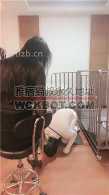 【如梦】狗笼圈养囚禁 bf36499