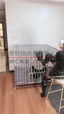 【如梦】反绑圈养狗笼虐废 JS231213-15