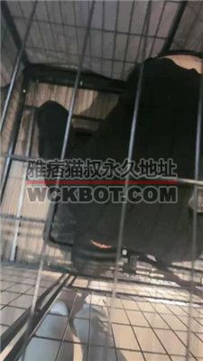 【小雅老师】狗笼圈养犬化绿帽前任【中】 bf38459