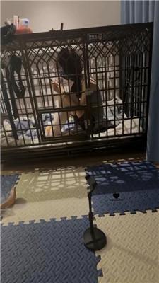 【喵酱紫】沉浸式踩脸/囚禁狗笼 bf43290