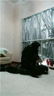 【冰炫】木乃伊全包鞭打踩踏/强制圣水 JS241124-2