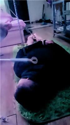 【冰魂】用狗链拴着狠抽 JS250123-26