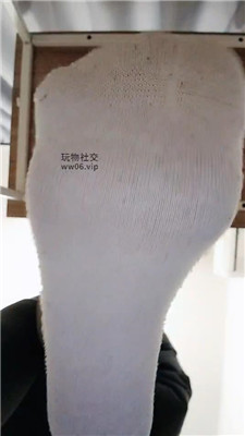 【上海汤圆】白袜    250123-19